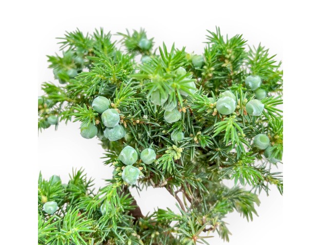 Juniperus Rigida - Juniper - 26 cm 2