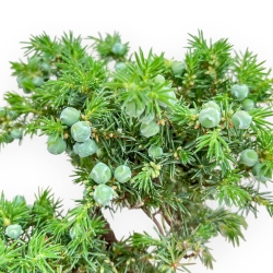 Juniperus Rigida - Wacholder - 26 cm