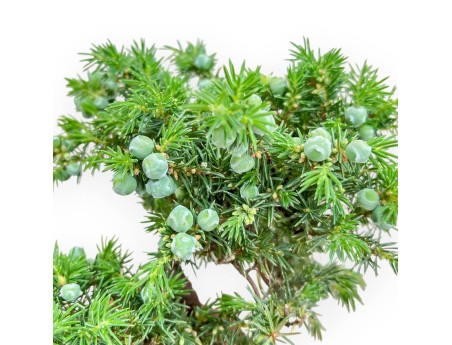 Juniperus Rigida - Genévrier - 26 cm