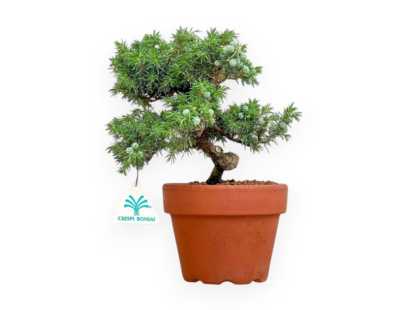 Juniperus Rigida - Enebro - 26 cm