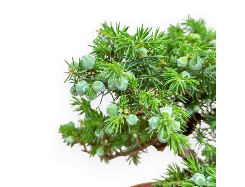 Juniperus Rigida - Ginepro - 26 cm
