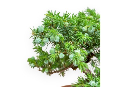 Juniperus Rigida - Genévrier - 26 cm