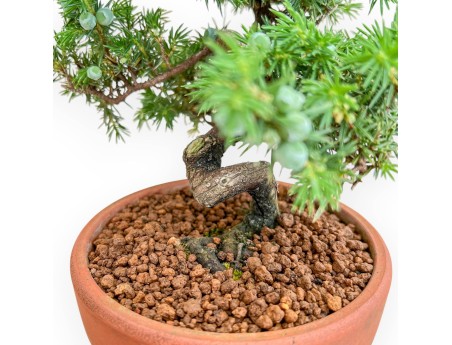 Juniperus Rigida - Enebro - 26 cm