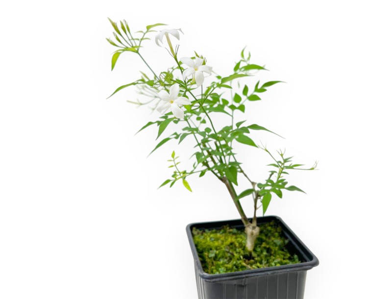 Jasminum Officinale - Gelsomino - 40 cm