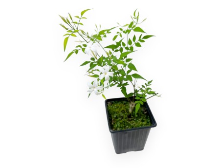Jasminum Officinale - Jasmin - 40 cm