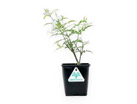 Jasminum Officinale - Gelsomino - 40 cm