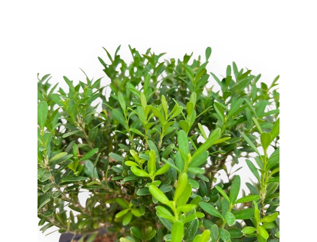 Buxus Harlandii - Buchsbaum - 28 cm 2