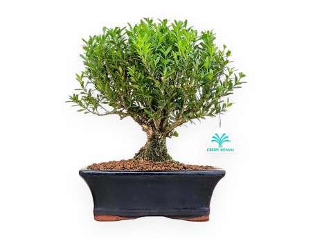 Buxus Harlandii - Buchsbaum - 28 cm