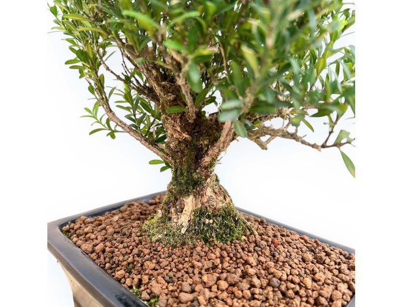 Buxus Harlandii - Buchsbaum - 28 cm