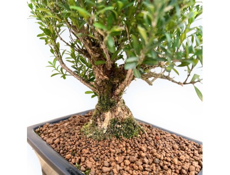 Buxus Harlandii - Bosso - 28 cm
