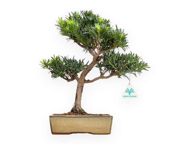 Podocarpus Macrophylla - Podocarpo - 36 cm