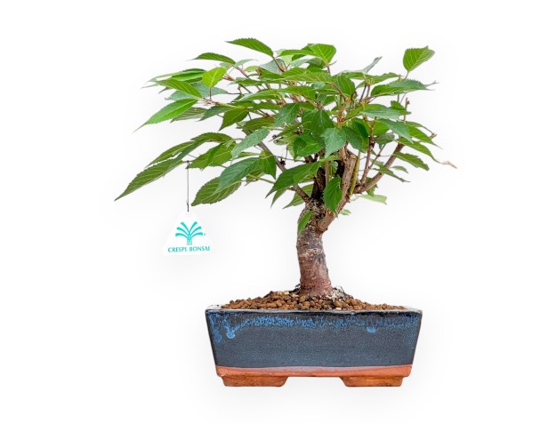 Prunus Kojo No Mai - Cerisier - 29 cm