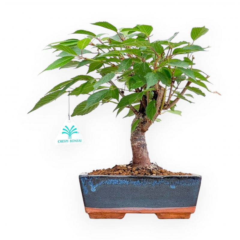 Prunus Kojo No Mai - Cherry - 29 cm