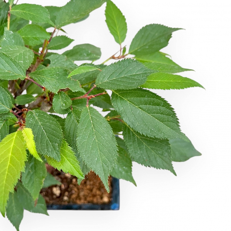 Prunus Kojo No Mai - Cherry - 29 cm