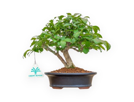 Evonimus Alatus - Evonimo - 22 cm