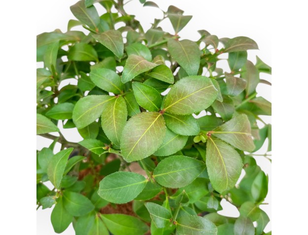 Evonimus Alatus - Spindle - 22 cm 2