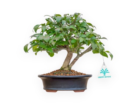 Evonimus Alatus - Evonimo - 22 cm