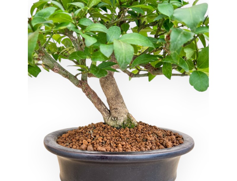 Evonimus Alatus - Fusain - 22 cm