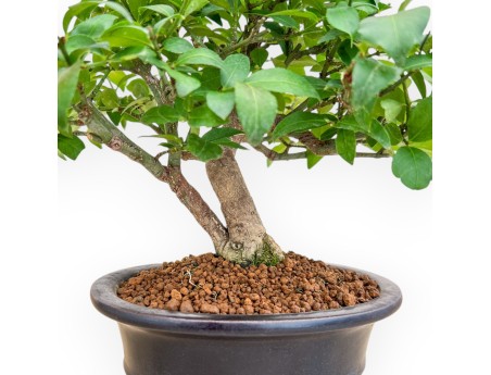 Evonimus Alatus - Fusain - 22 cm