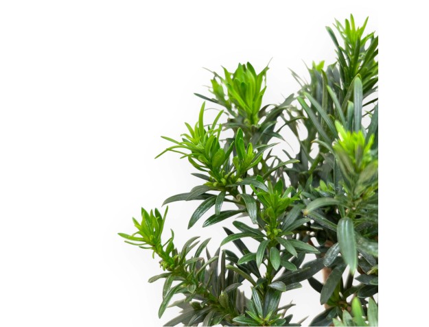 Podocarpus Macrophylla - Podocarpe - 25 cm 2