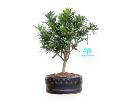 Podocarpus Macrophylla - Podocarpo - 25 cm