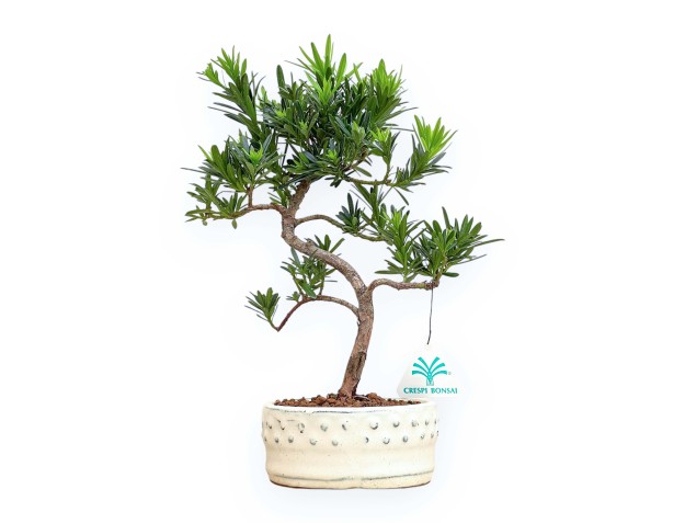 Podocarpus Macrophylla - Podocarpo - 31 cm