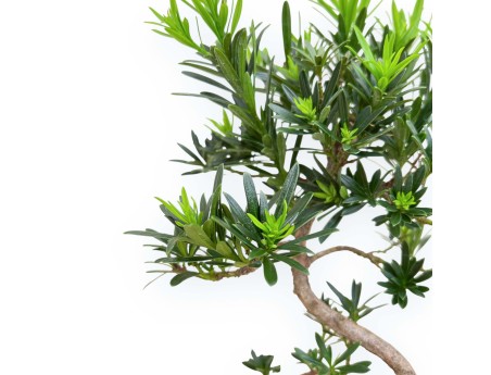 Podocarpus Macrophylla - Podocarpe - 31 cm