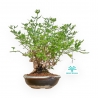 Jasminum Nudiflorum - Winterjasmijn - 26 cm