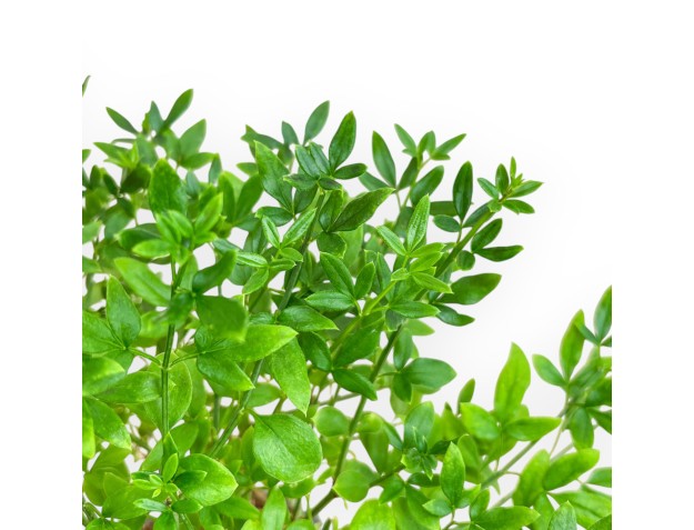 Jasminum Nudiflorum - Winter Jasmine - 26 cm 2