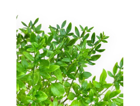 Jasminum Nudiflorum - Winterjasmin - 26 cm