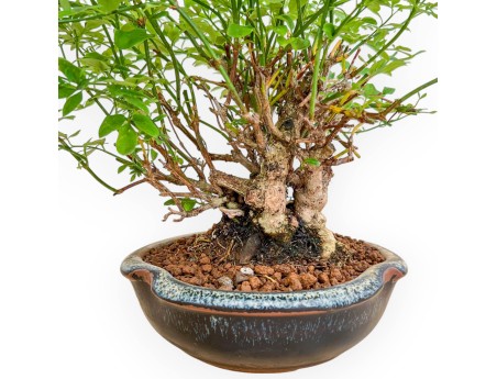 Jasminum Nudiflorum - Winterjasmijn - 26 cm