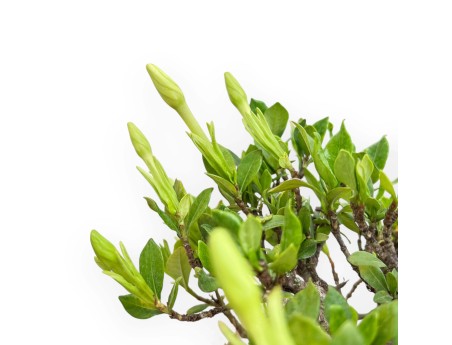 Gardenia Jasminoides - Gardenia - 29 cm