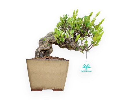 Gardenia Jasminoides - Gardenia - 29 cm