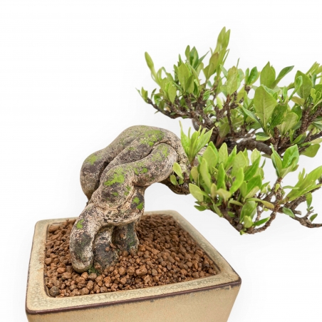 Gardenia Jasminoides - Gardenia - 29 cm