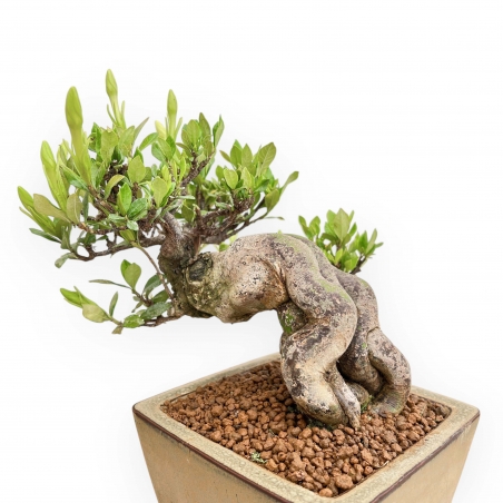 Gardenia Jasminoides - Gardenia - 29 cm