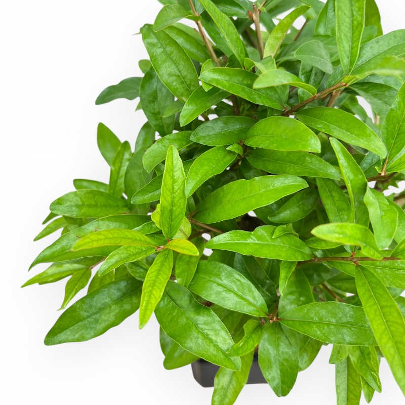 Punica Granatum Nejikan - Melograno - 33 cm