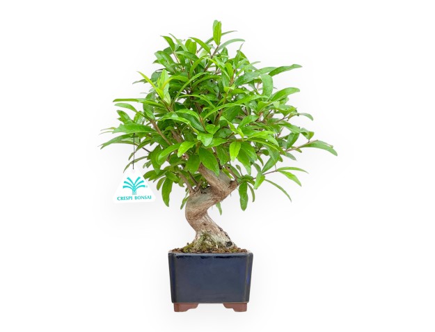 Punica Granatum Nejikan - Melograno - 33 cm