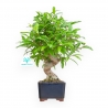 Punica Granatum Nejikan - Pomegranate - 33 cm