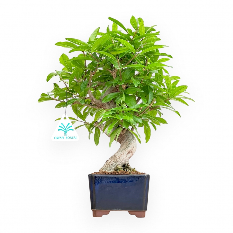 Punica Granatum Nejikan - Pomegranate - 33 cm