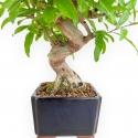 Punica Granatum Nejikan - Pomegranate - 33 cm