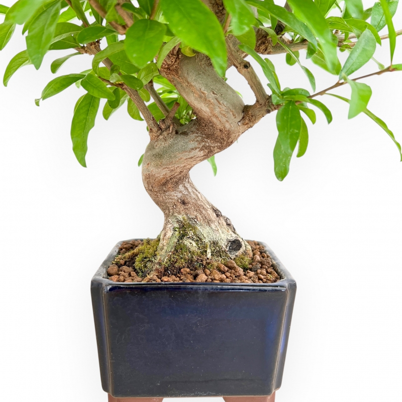 Punica Granatum Nejikan - Pomegranate - 33 cm