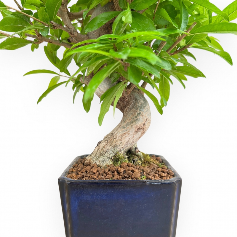Punica Granatum Nejikan - Pomegranate - 33 cm