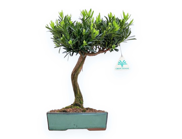 Podocarpus Macrophylla - Podocarpo - 34 cm