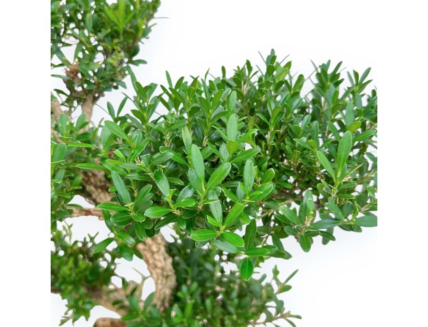 Buxus Harlandii - Boj - 42 cm 2