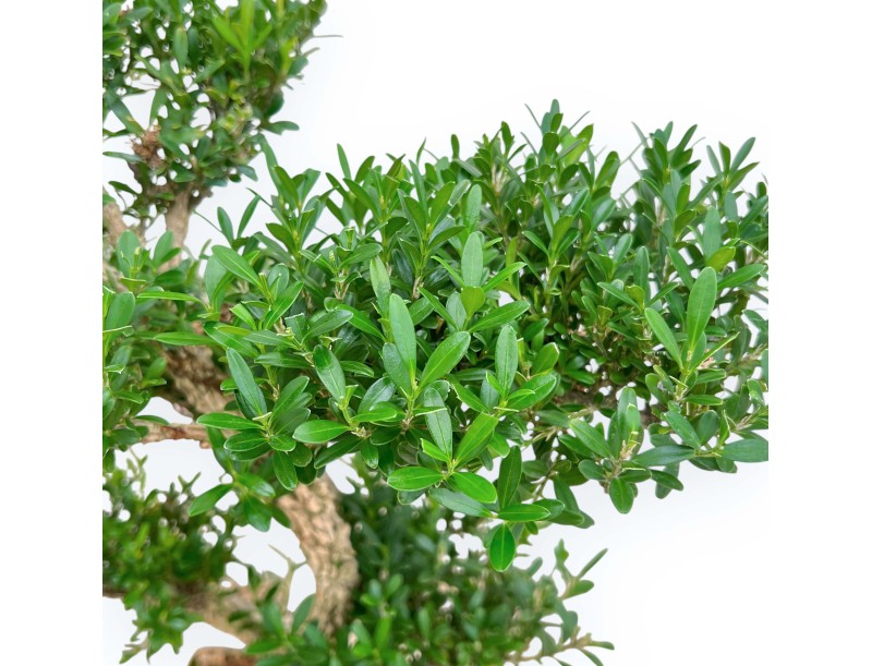 Buxus Harlandii - Boj - 42 cm