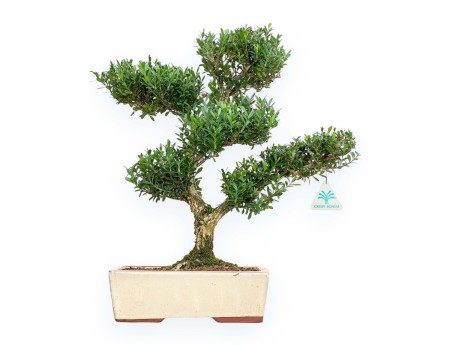 Buxus Harlandii - Buxus - 42 cm