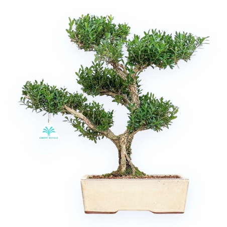 Buxus Harlandii - Boxwood - 42 cm