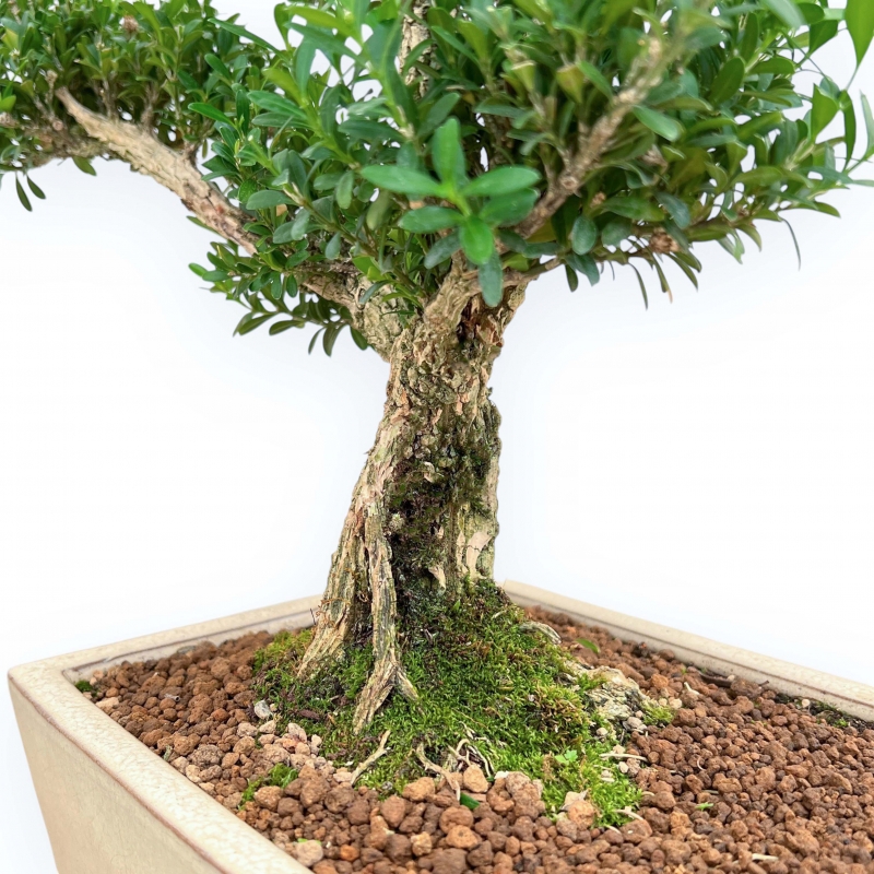 Buxus Harlandii - Buis - 42 cm