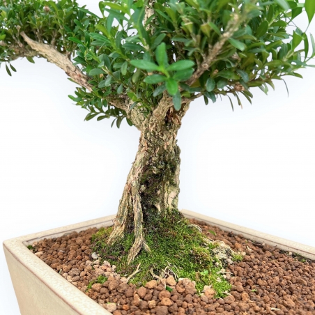 Buxus Harlandii - Buchsbaum - 42 cm