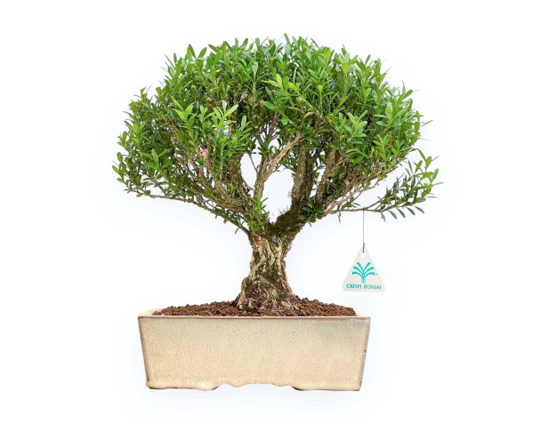 Buxus Harlandii - Buxus - 34 cm